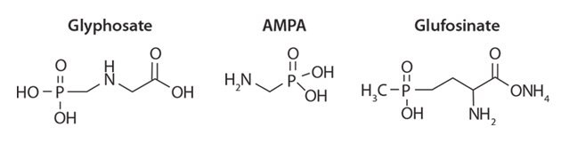 LC/MS/MS法测定谷物中的草甘膦、AMPA和草铵膦